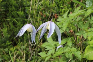 clematis alpina (3) (1200 x 800)